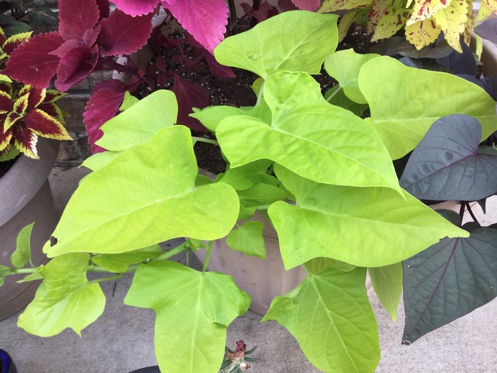 Photo of Sweet Potato Vine (Ipomoea batatas 'Heart Light Green') uploaded by scflowers