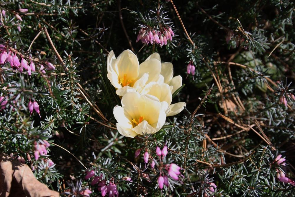 Photo of Snow Crocus (Crocus chrysanthus 'Cream Beauty') uploaded by touchofsky