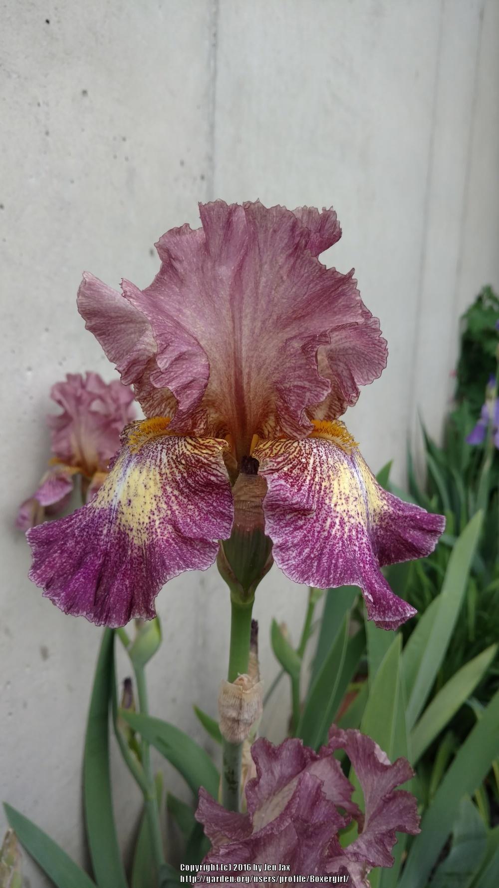 Photo of Tall Bearded Iris (Iris 'Halloween Moon') uploaded by Boxergirl