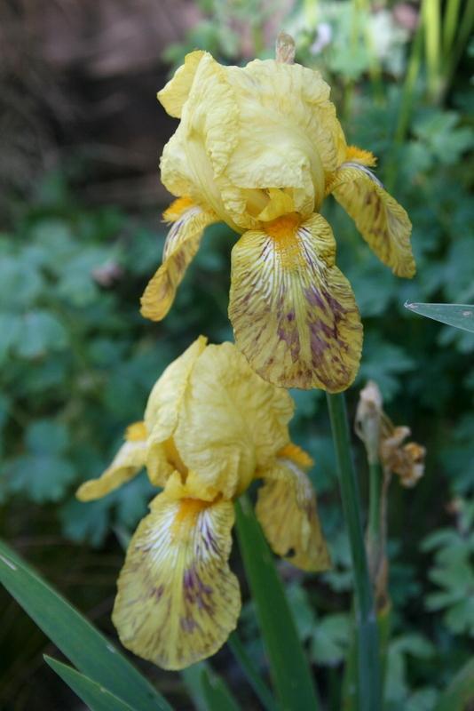 Photo of Tall Bearded Iris (Iris 'W. R. Dykes') uploaded by Calif_Sue