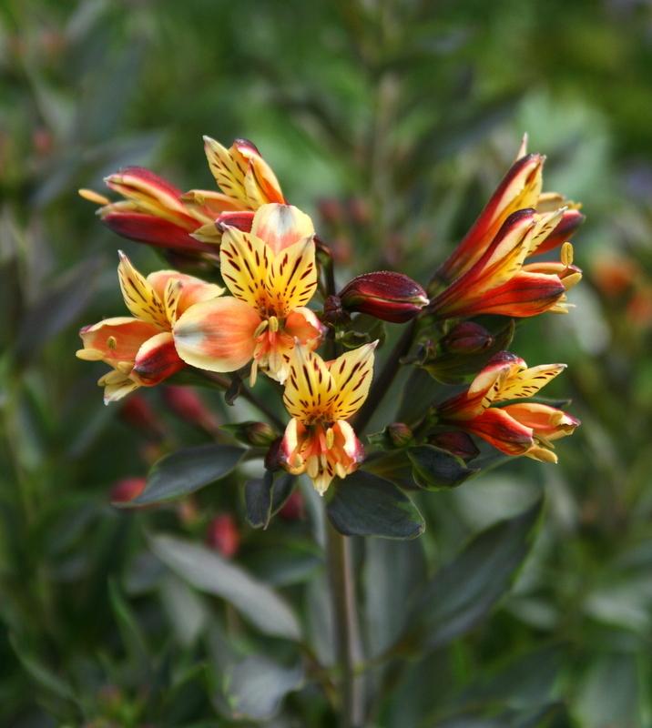 Photo of Peruvian Lily (Alstroemeria Inticancha® Summer Breeze) uploaded by Calif_Sue