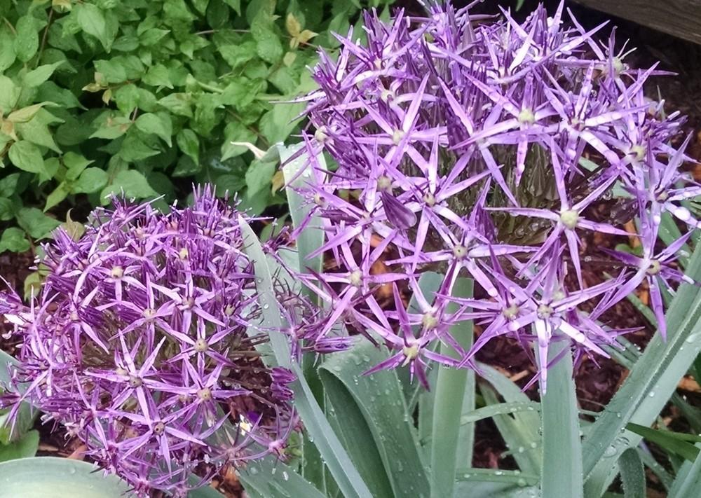 Photo of Stars of Persia (Allium cristophii) uploaded by Catmint20906