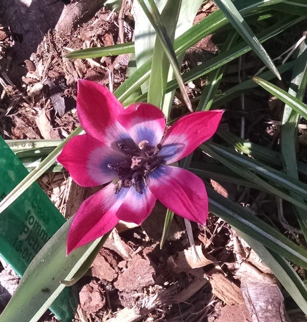 Photo of Species Hybrid Tulip (Tulipa 'Little Beauty') uploaded by Catmint20906