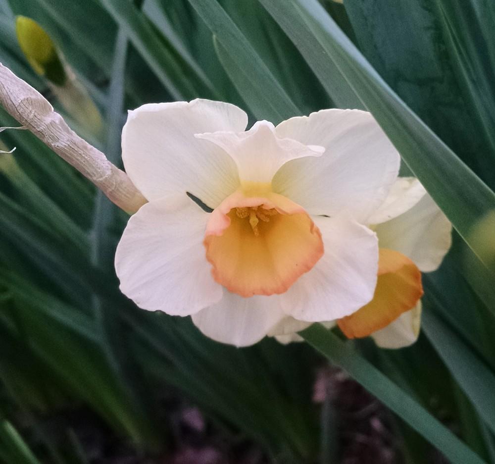 Photo of Jonquilla Daffodil (Narcissus 'Yazz') uploaded by Catmint20906