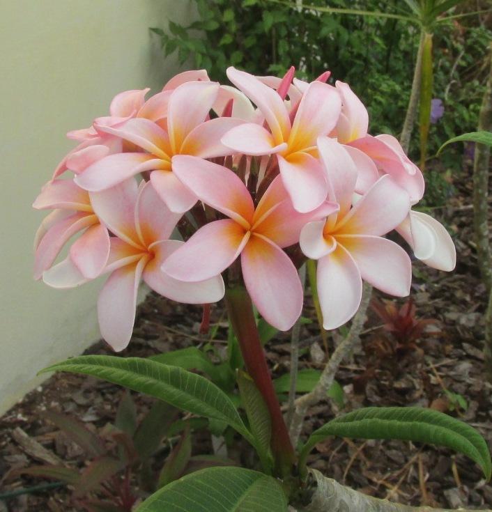 Photo of Plumeria (Plumeria rubra 'Sally's Pink Ribbon') uploaded by Dutchlady1