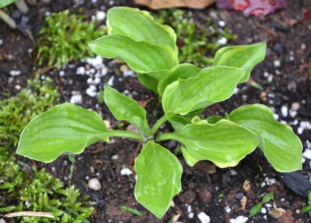 Photo of Hosta 'Baby Booties' uploaded by HollyAnnS