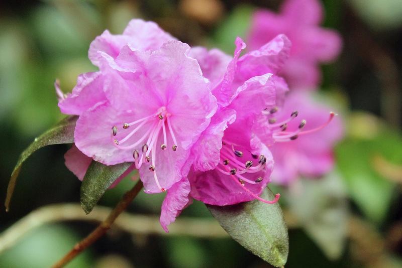 Photo of Rhododendron (Rhododendron dauricum) uploaded by RuuddeBlock