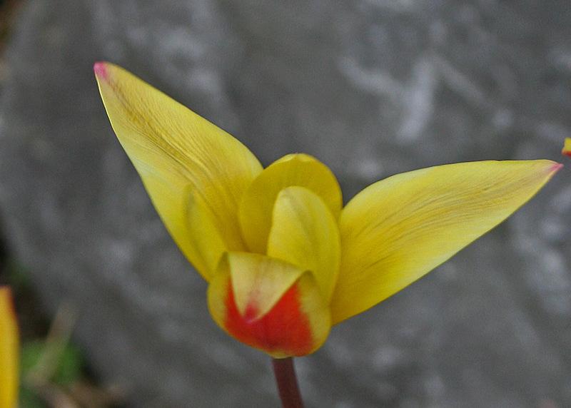 Photo of Lady Tulip (Tulipa clusiana) uploaded by RuuddeBlock