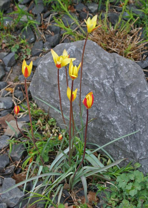 Photo of Lady Tulip (Tulipa clusiana) uploaded by RuuddeBlock