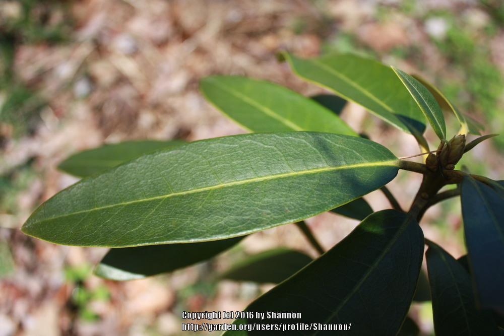 Photo of Rhododendron 'Chionoides' uploaded by Shannon