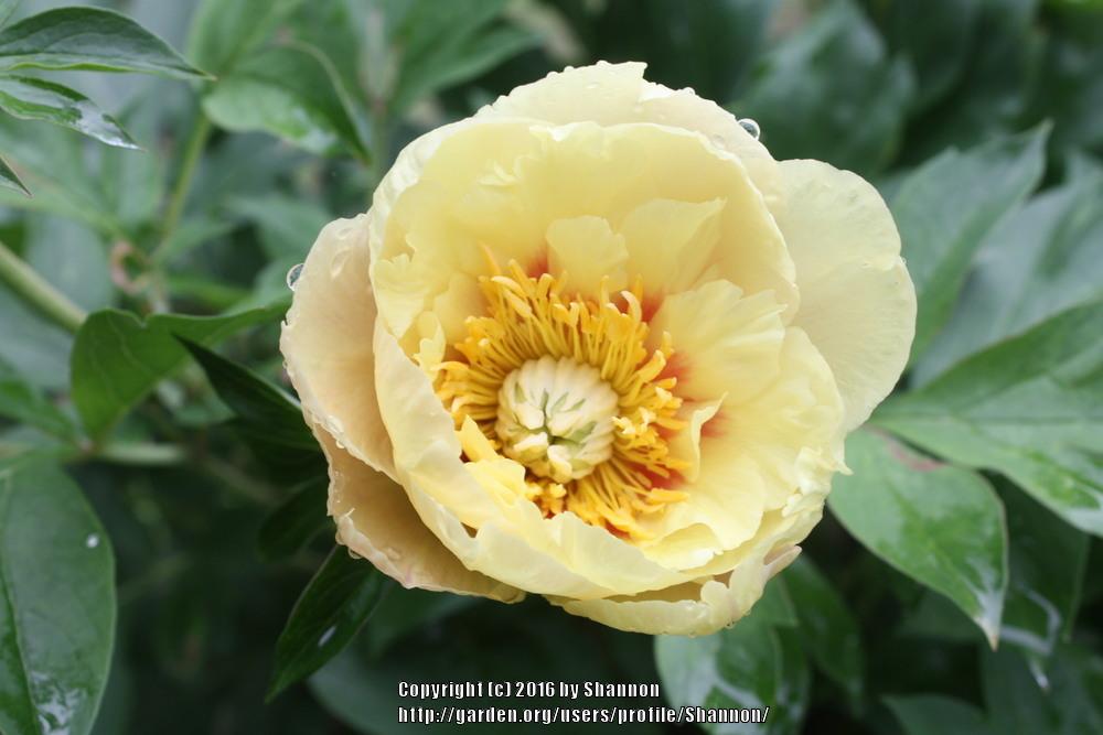 Photo of Itoh Peony (Paeonia 'Callie's Memory') uploaded by Shannon