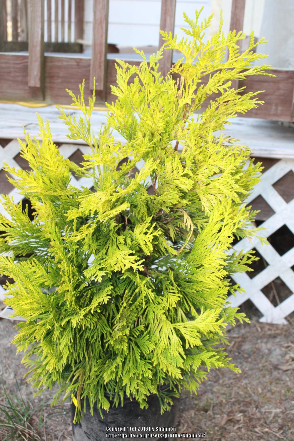 Photo of Western Red Cedar (Thuja plicata '4 Ever Goldy') uploaded by Shannon