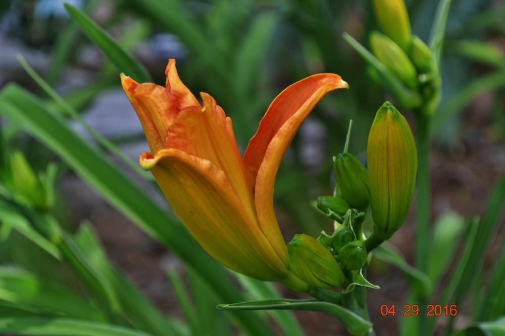 Photo of Daylily (Hemerocallis 'Magic in Orange') uploaded by Suga