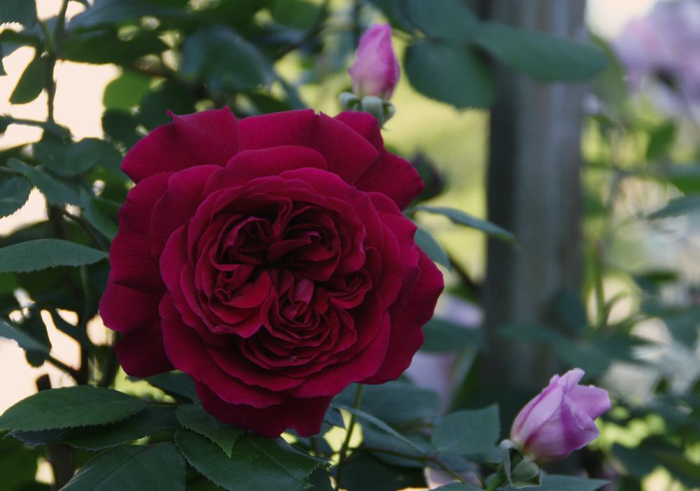 Photo of Rose (Rosa 'Tess of the d'Urbervilles') uploaded by Tex68