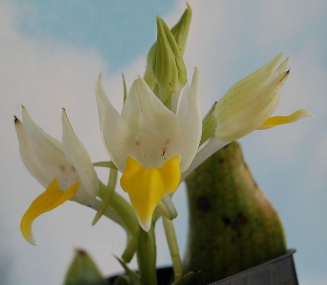 Photo of Orchid (Pecteilis hawkesiana) uploaded by Ursula