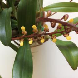 Location: My greenhouse
Date: 2016-04-30
This is  Bulbophyllum falcatum 'Standing Tall' AM/AOS