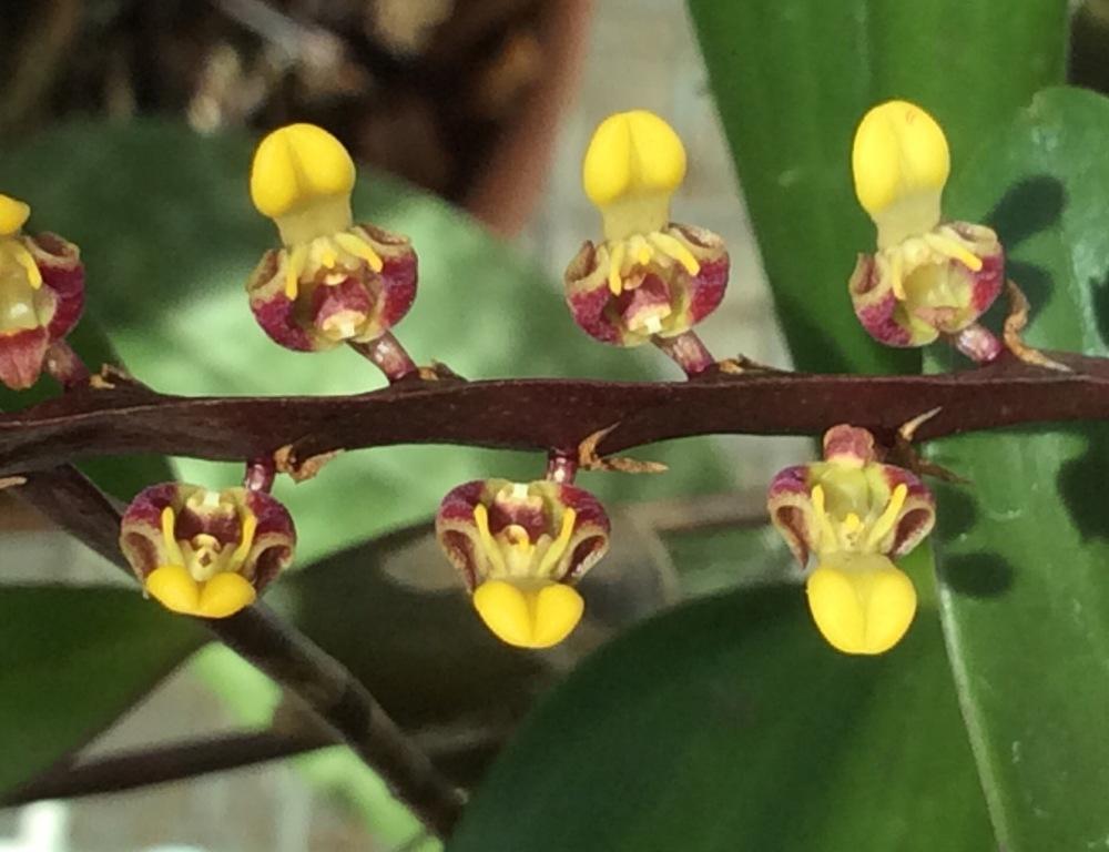 Photo of Orchid (Bulbophyllum falcatum) uploaded by Ursula