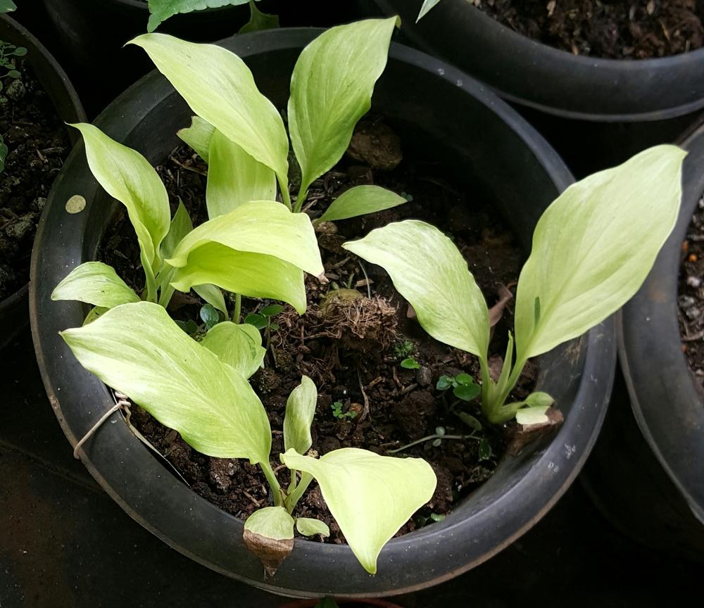 Photo of Peace Lily (Spathiphyllum 'Platinum Mist') uploaded by XiaoLong