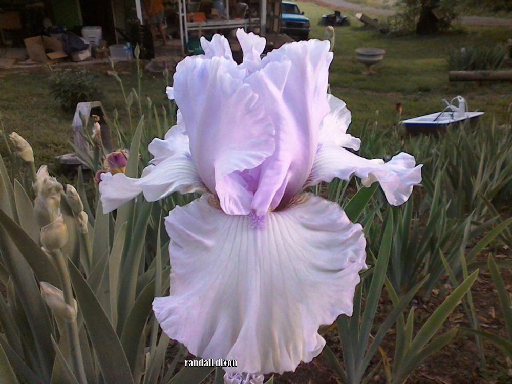 Photo of Tall Bearded Iris (Iris 'Song of Grace') uploaded by arilbred