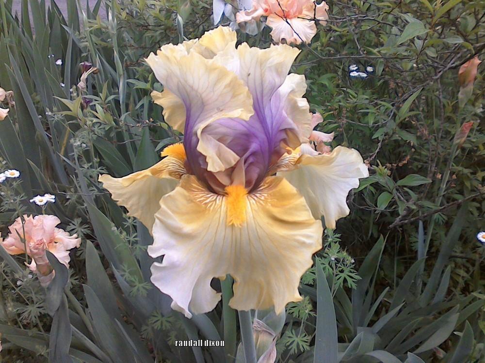 Photo of Tall Bearded Iris (Iris 'Secret Rites') uploaded by arilbred