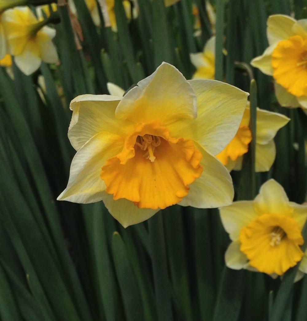 Photo of Jonquilla Daffodil (Narcissus 'Derringer') uploaded by bxncbx