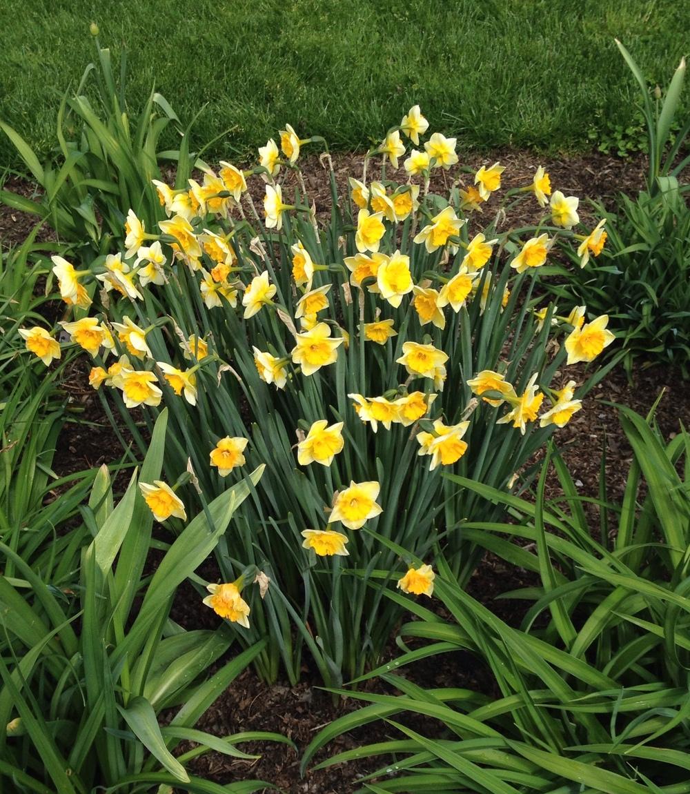 Photo of Jonquilla Daffodil (Narcissus 'Derringer') uploaded by bxncbx