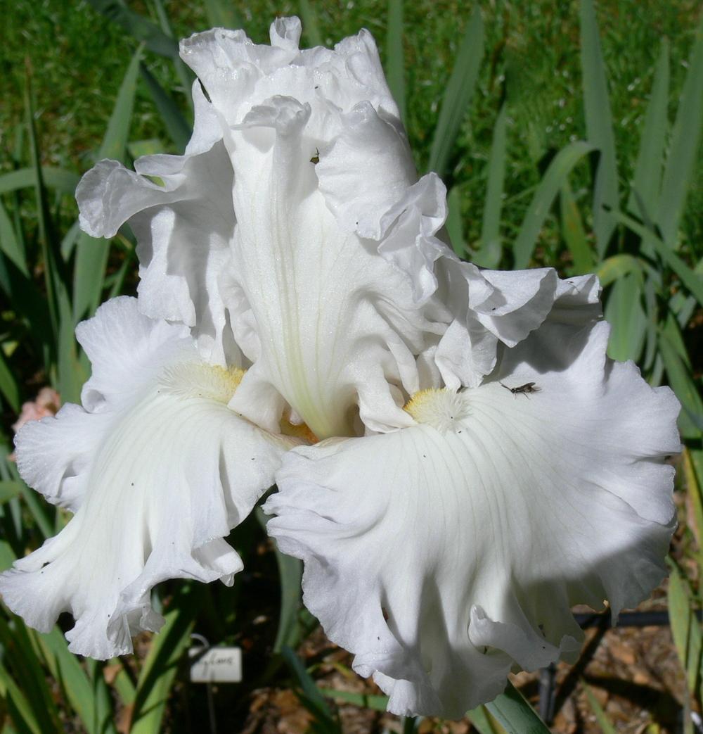 Photo of Tall Bearded Iris (Iris 'My Beloved') uploaded by janwax