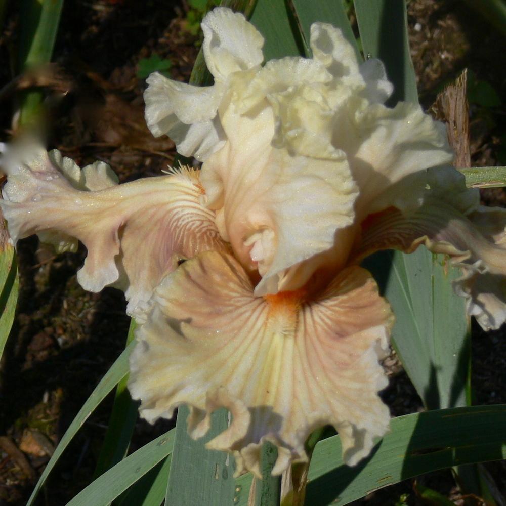 Photo of Tall Bearded Iris (Iris 'Australian Rosé') uploaded by janwax