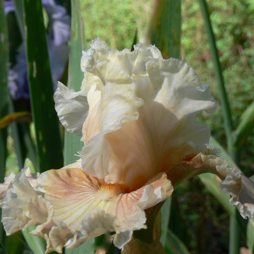 Photo of Tall Bearded Iris (Iris 'Australian Rosé') uploaded by janwax
