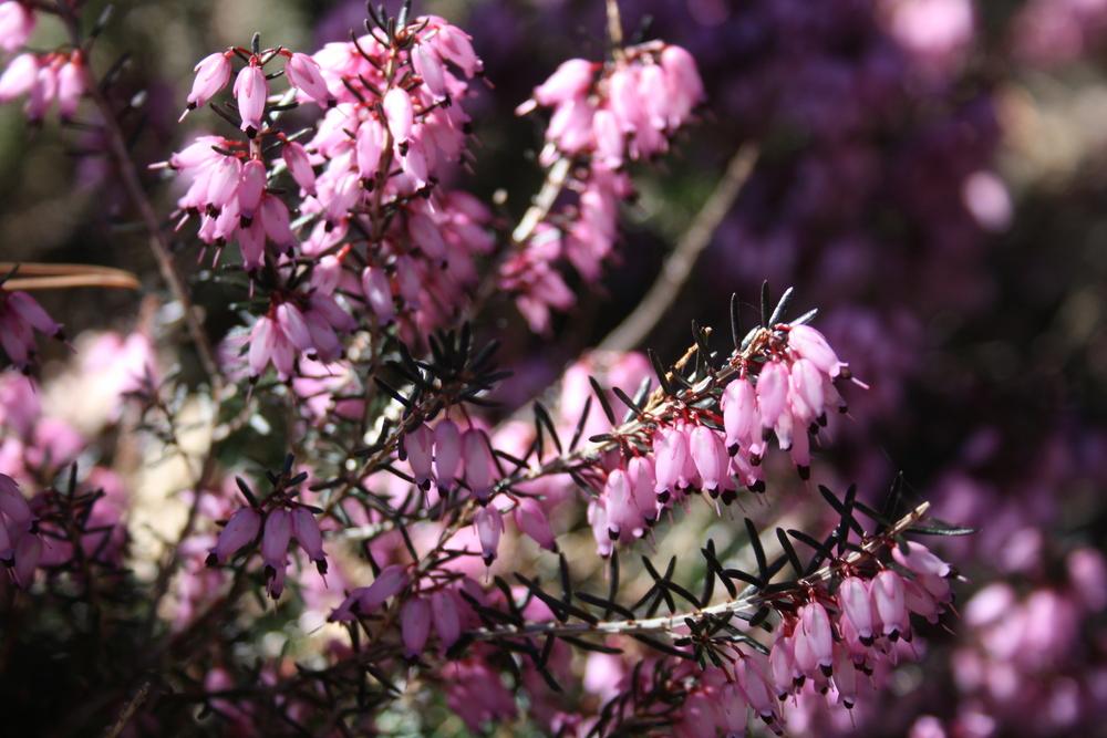 Photo of Heather (Erica carnea 'March Seedling') uploaded by touchofsky