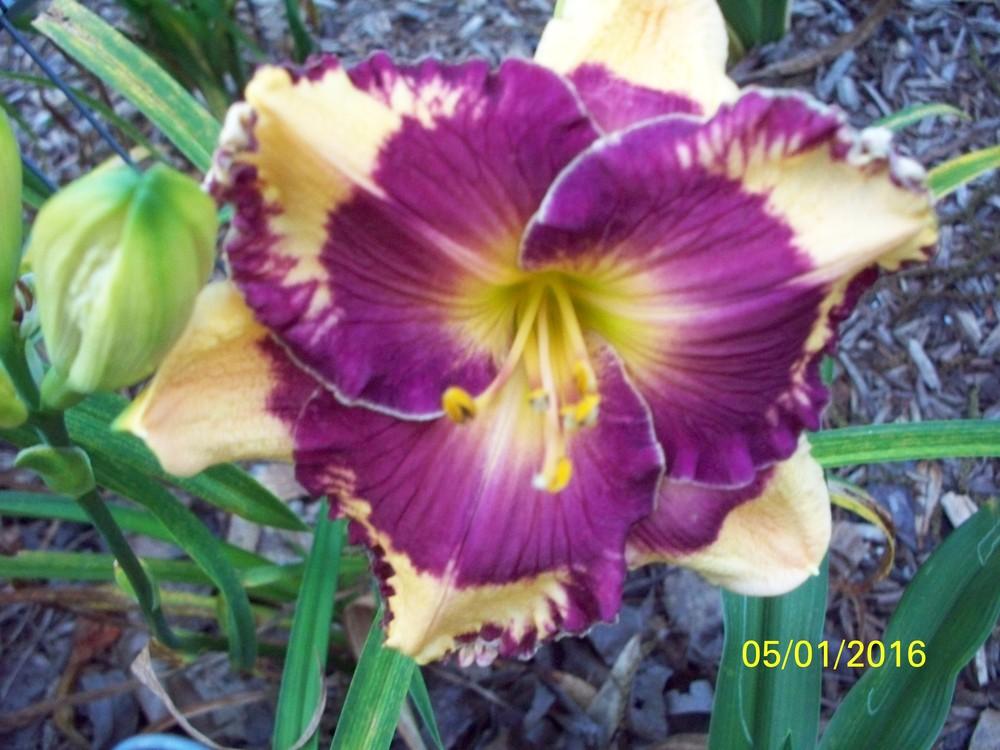 Photo of Daylily (Hemerocallis 'Magical Mystery Show') uploaded by value4dollars