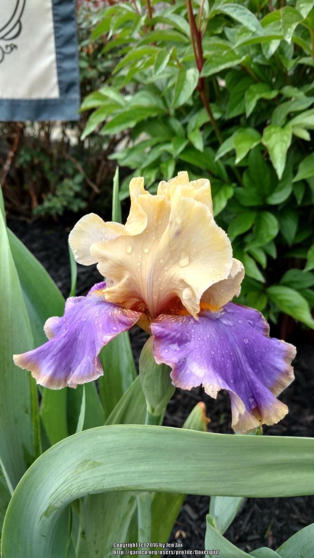 Photo of Tall Bearded Iris (Iris 'Waves of Joy') uploaded by Boxergirl