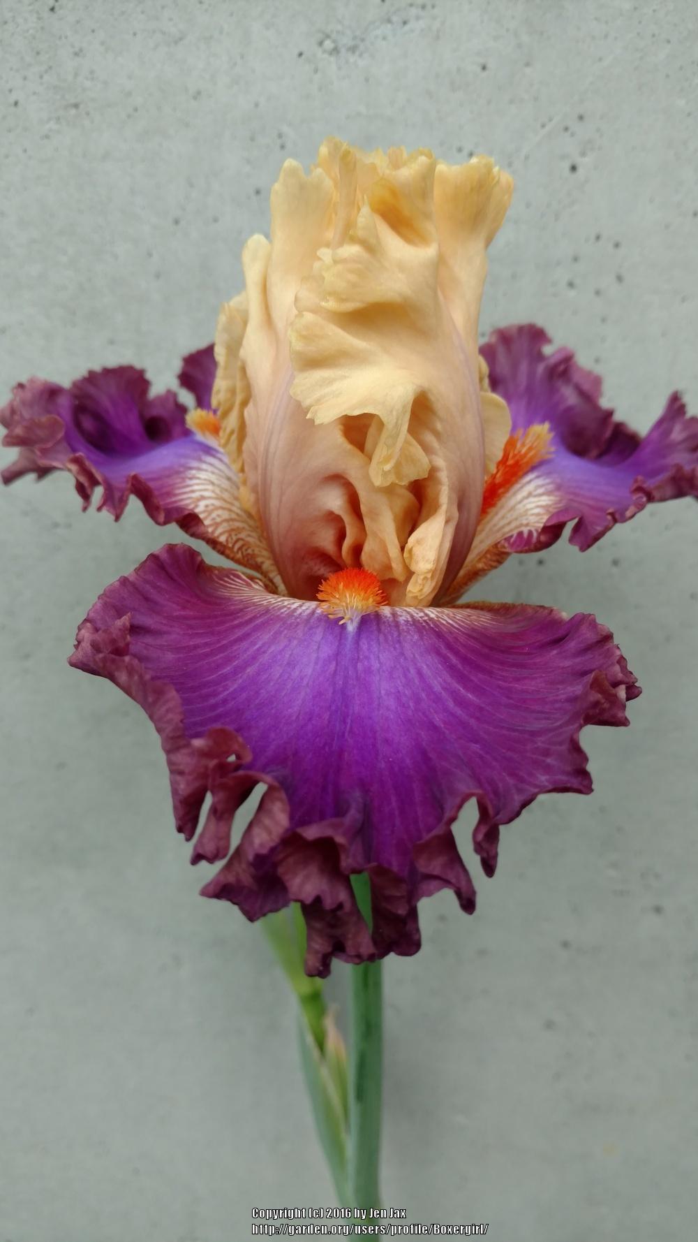Photo of Tall Bearded Iris (Iris 'Love To Party') uploaded by Boxergirl