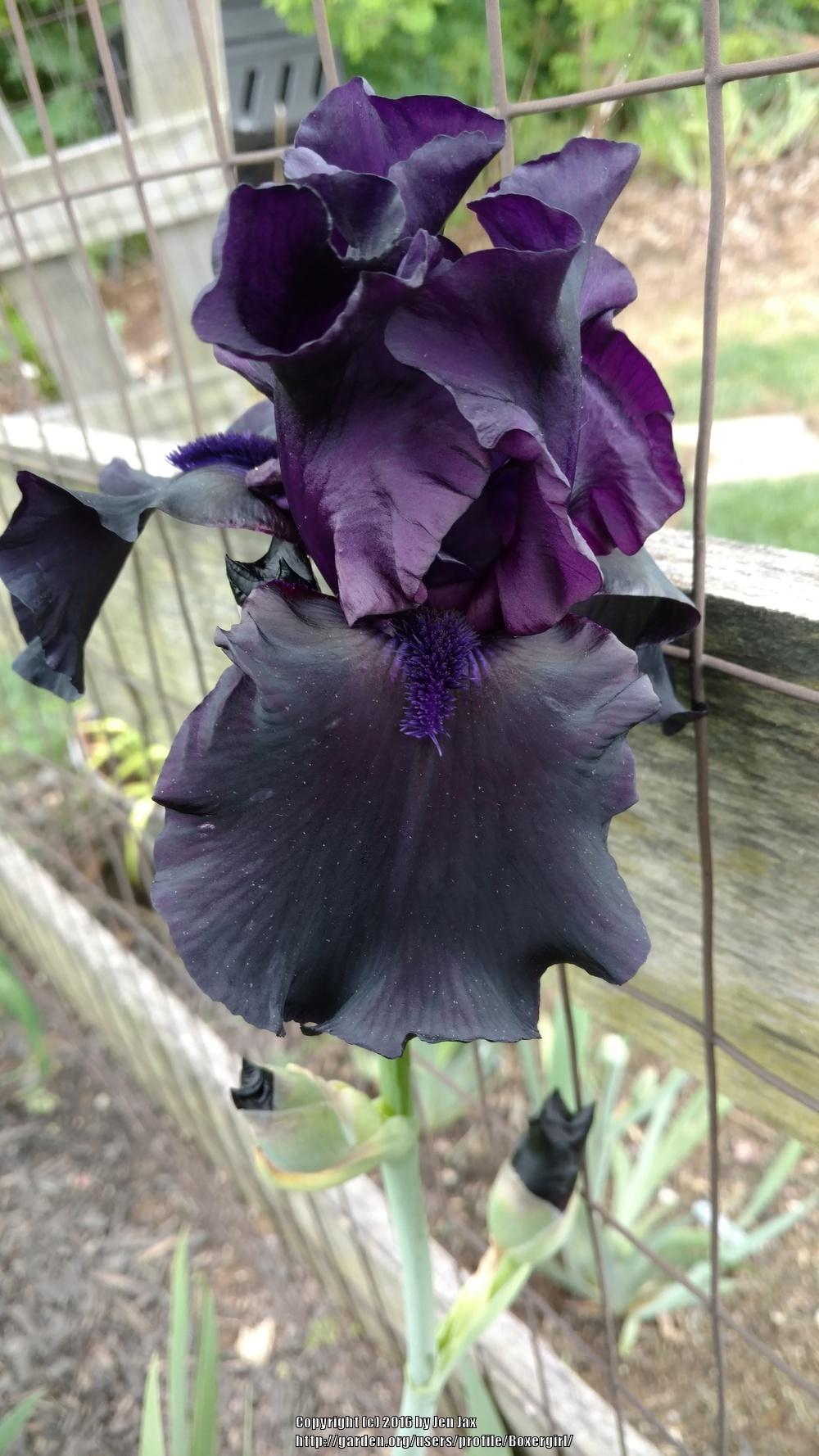 Photo of Tall Bearded Iris (Iris 'Hello Darkness') uploaded by Boxergirl