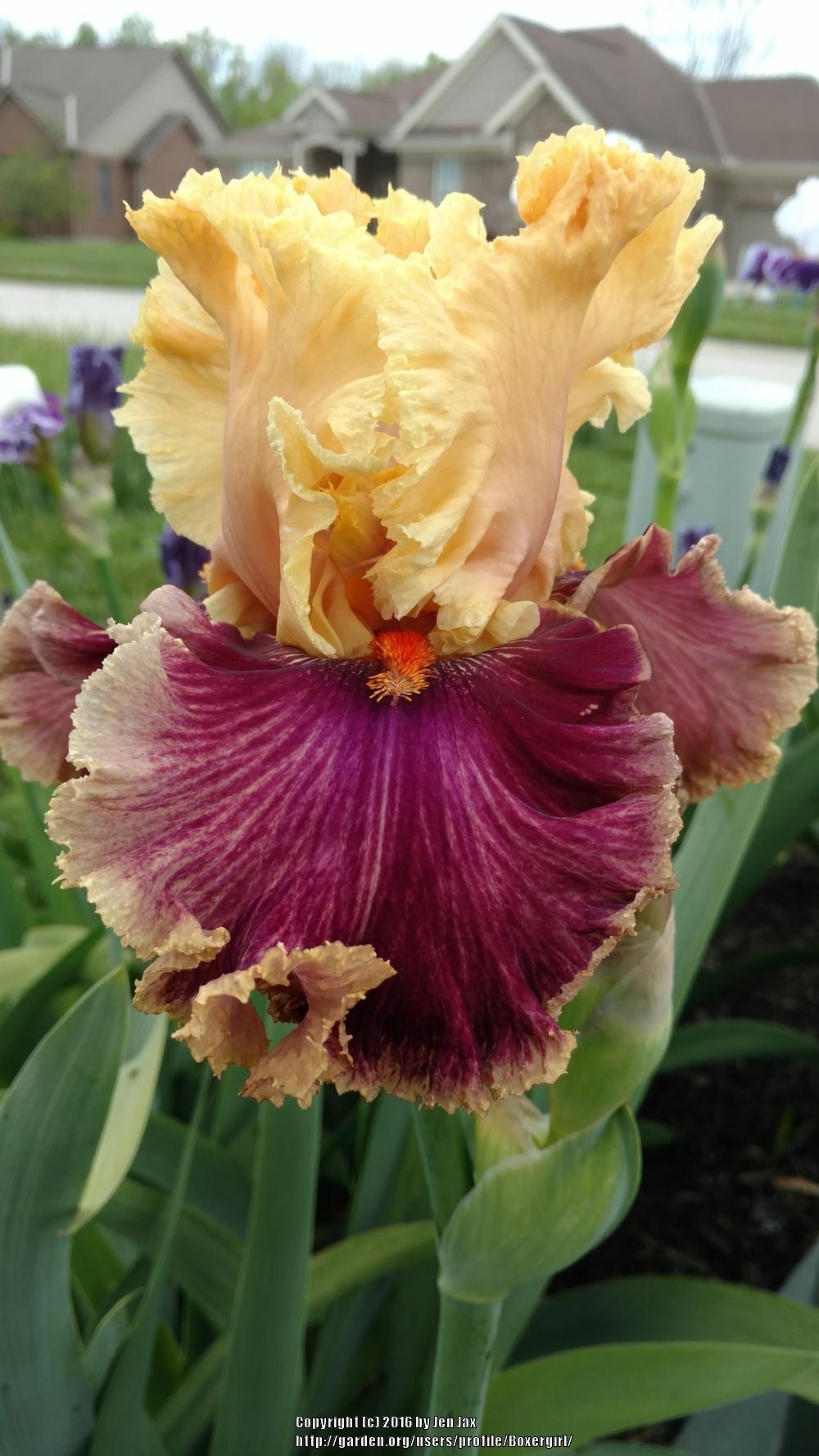 Photo of Tall Bearded Iris (Iris 'Decadence') uploaded by Boxergirl