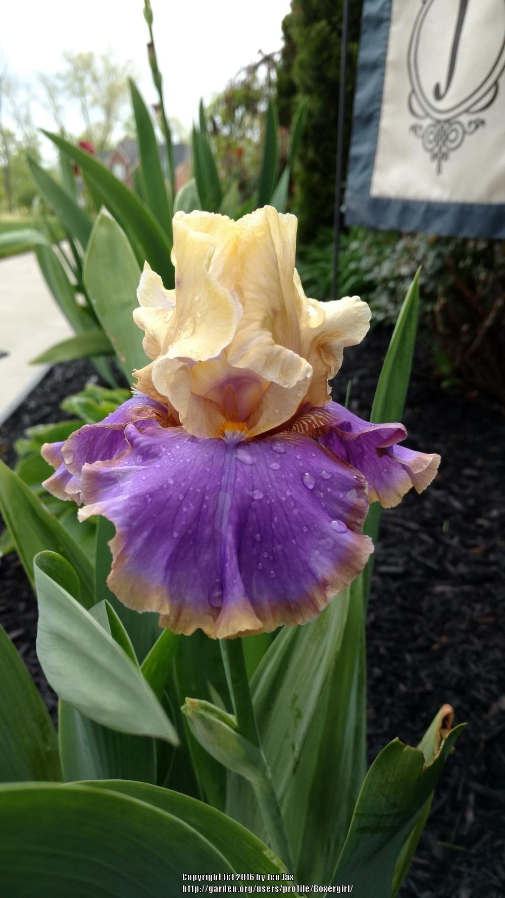 Photo of Tall Bearded Iris (Iris 'Waves of Joy') uploaded by Boxergirl