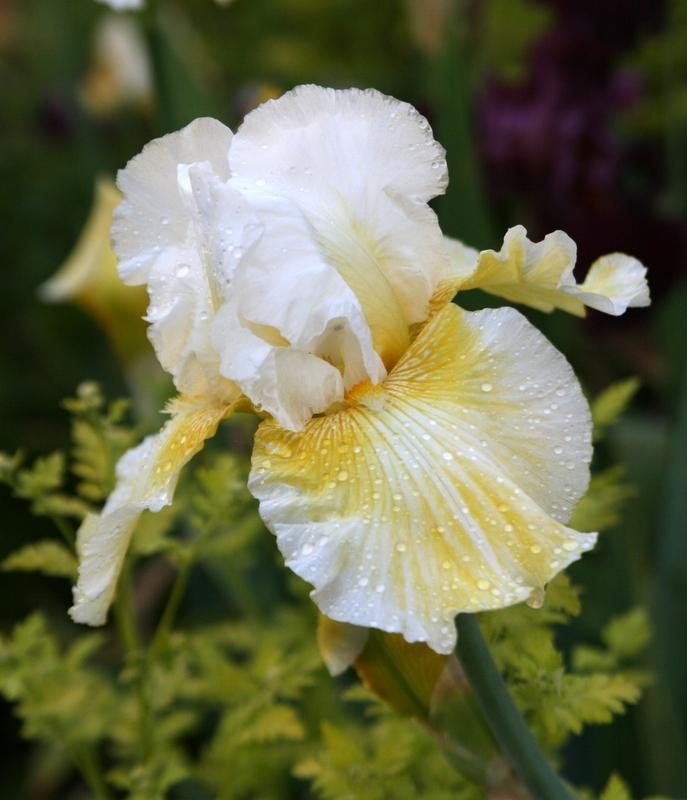 Photo of Tall Bearded Iris (Iris 'Glowing Smile') uploaded by Calif_Sue