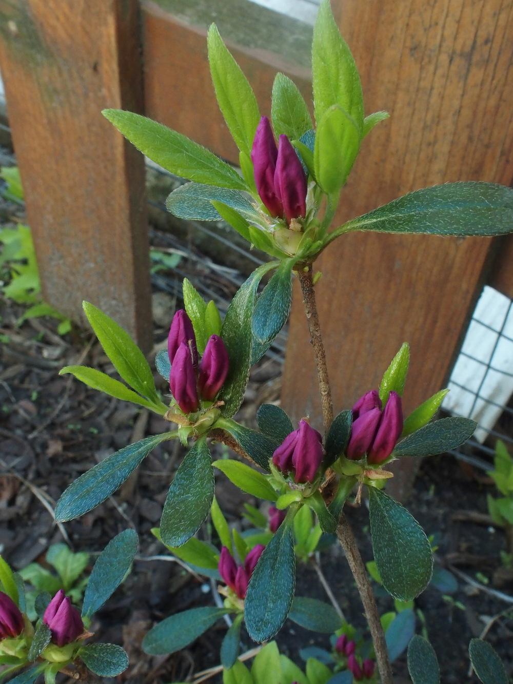 Photo of Korean Azalea (Rhododendron yedoense f. poukhanense) uploaded by Cyclaminist