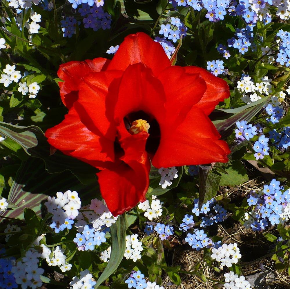 Photo of Greigii Tulip (Tulipa greigii 'Double Red Riding Hood') uploaded by HemNorth