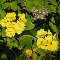 Location: Nora's Garden - Castlegar BC
Date: 2016-04-30
 6:55 pm. A very bright yellow, and a long lasting blossom.