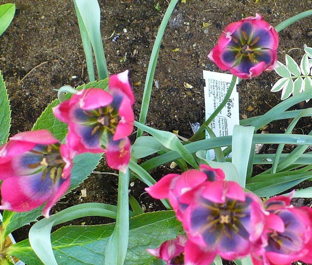 Photo of Species Hybrid Tulip (Tulipa 'Little Beauty') uploaded by HemNorth