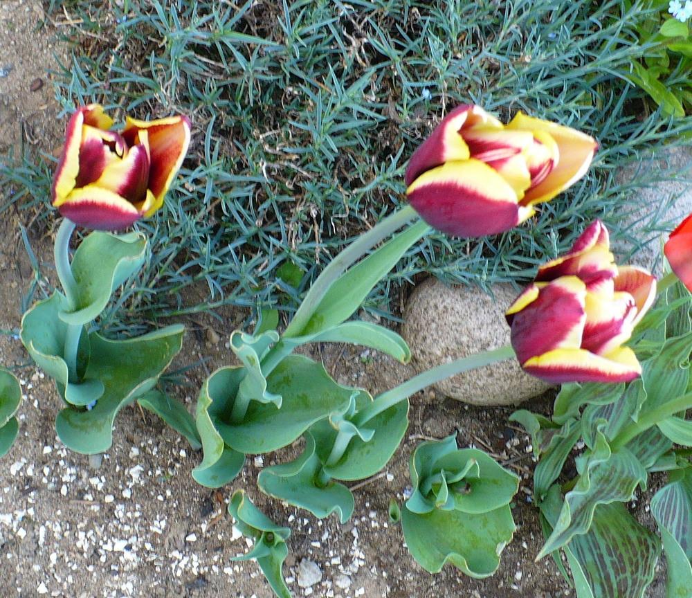 Photo of Triumph Tulip (Tulipa 'Gavota') uploaded by HemNorth