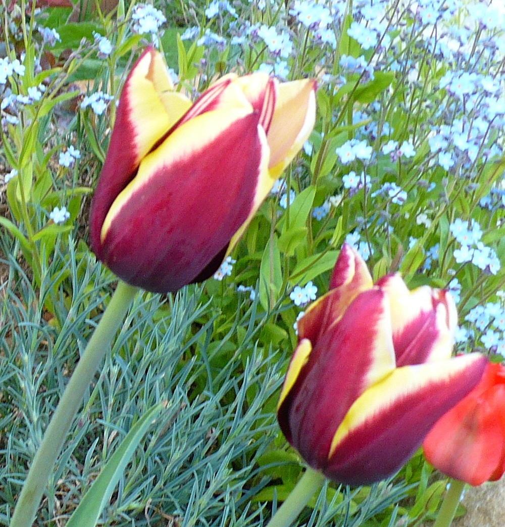 Photo of Triumph Tulip (Tulipa 'Gavota') uploaded by HemNorth