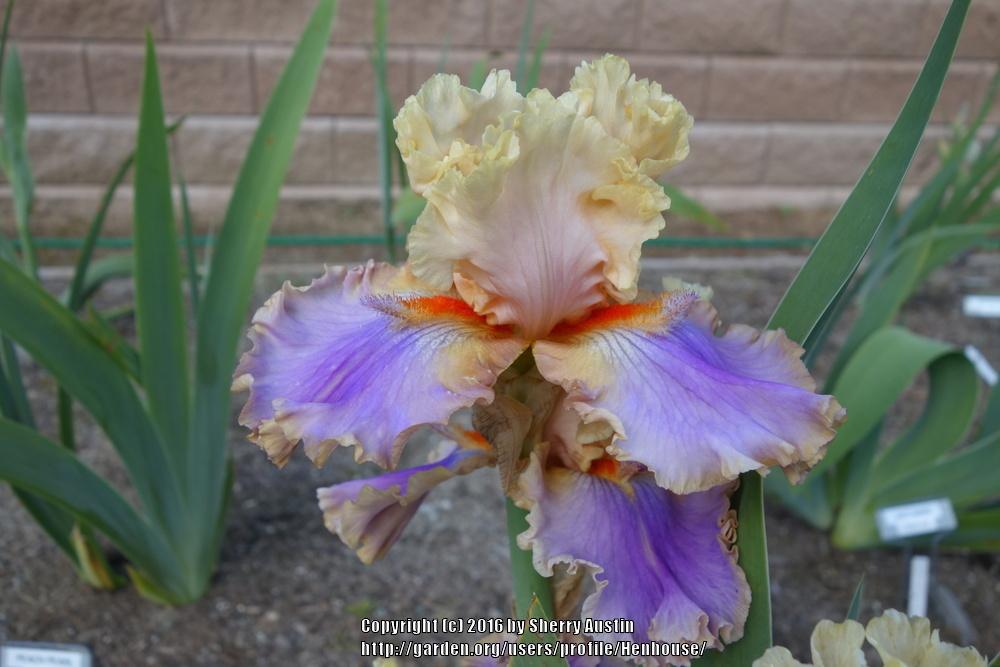 Photo of Tall Bearded Iris (Iris 'Sights Unlimited') uploaded by Henhouse