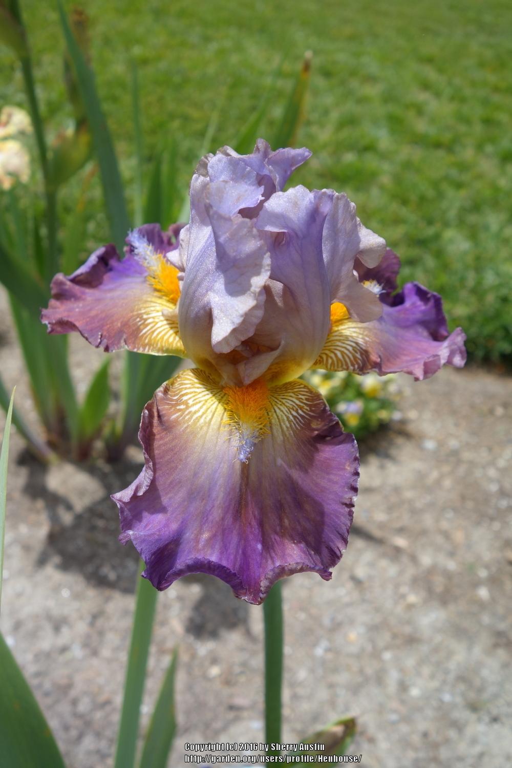 Photo of Tall Bearded Iris (Iris 'Itsa Whatever') uploaded by Henhouse