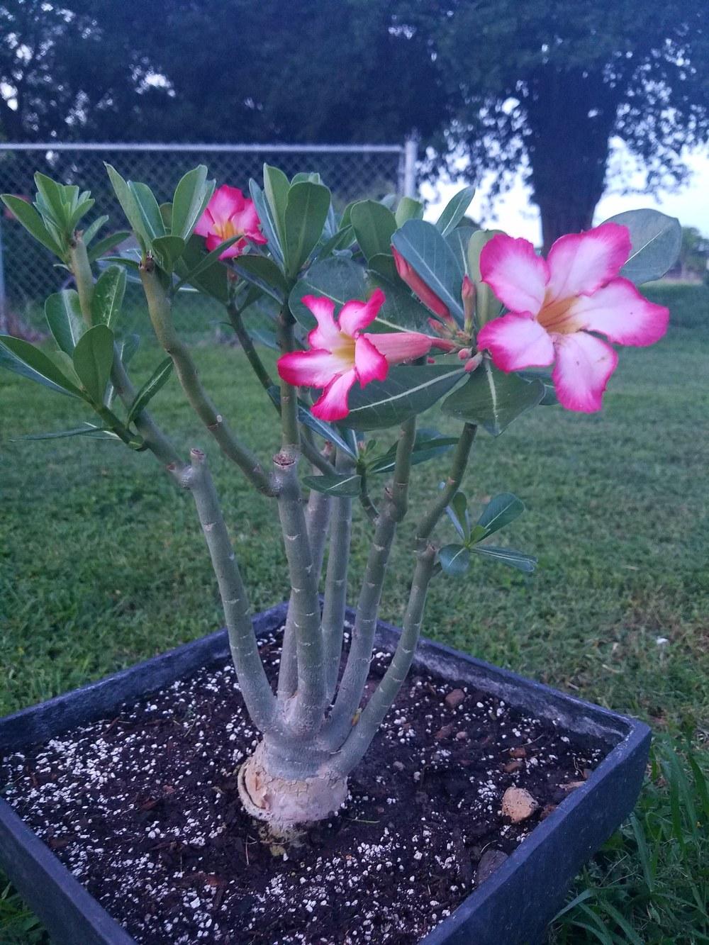 Photo of Adeniums (Adenium) uploaded by JamesAcclaims