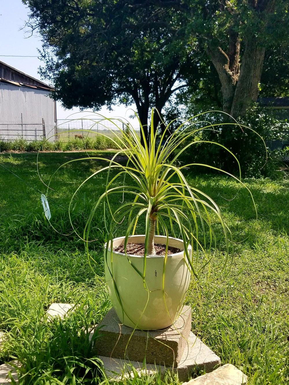 Photo of Ponytail Palm (Beaucarnea recurvata) uploaded by JamesAcclaims