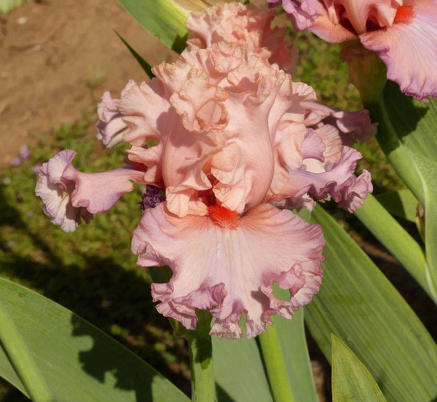 Photo of Tall Bearded Iris (Iris 'Splendid Spring') uploaded by Misawa77
