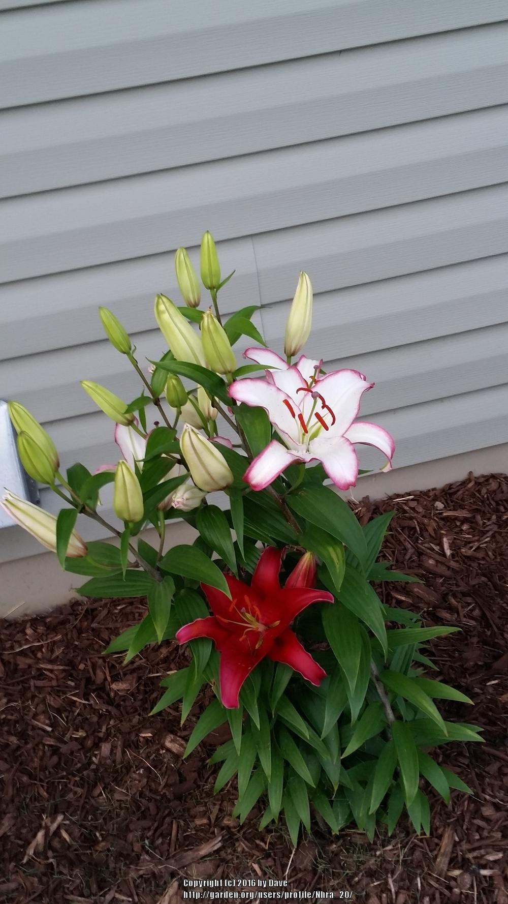 Photo of the entire plant of Lily (Lilium 'Hotline') posted by Nhra_20