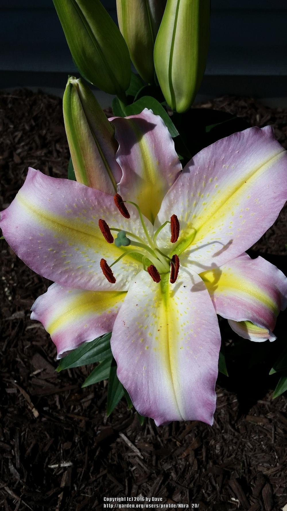 Photo of Lily (Lilium 'Tom Pouce') uploaded by Nhra_20